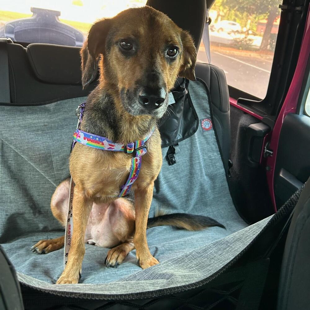 Remi, a Adoptable mixed breed in Ladson, SC image 3/6