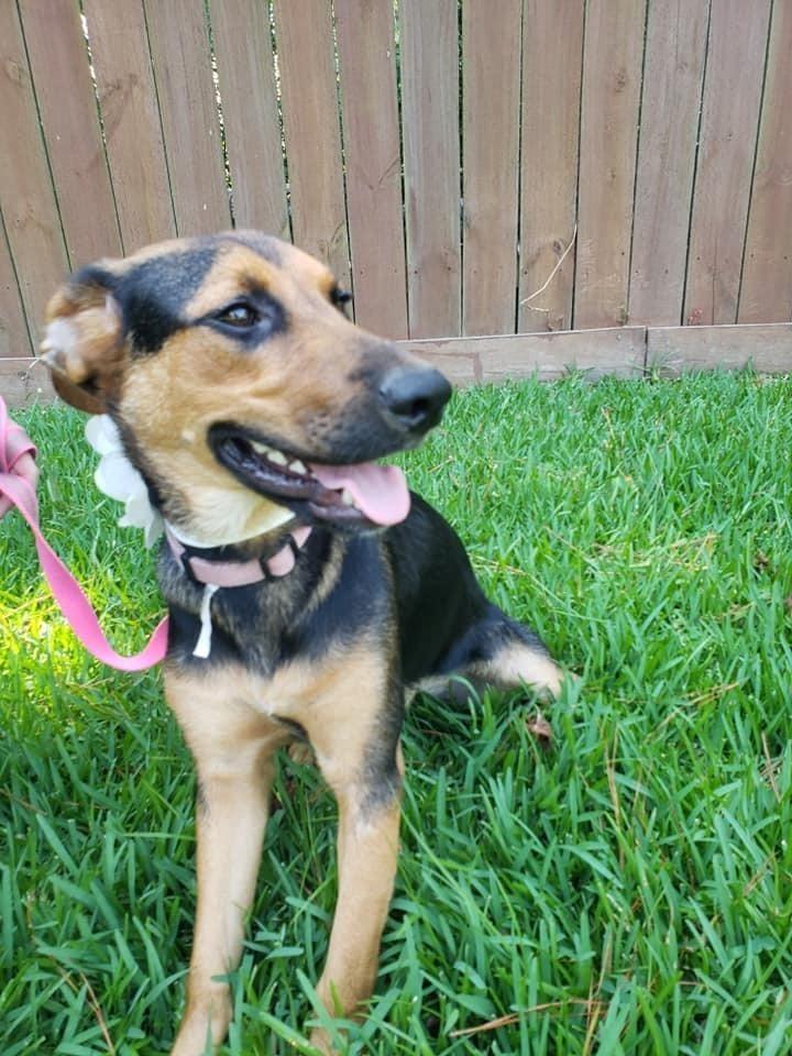Remi, a Adoptable mixed breed in Ladson, SC image 4/6