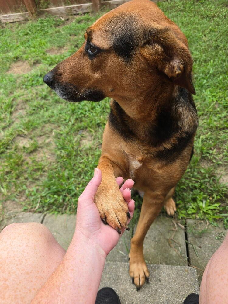 Remi, a Adoptable mixed breed in Ladson, SC image 5/6