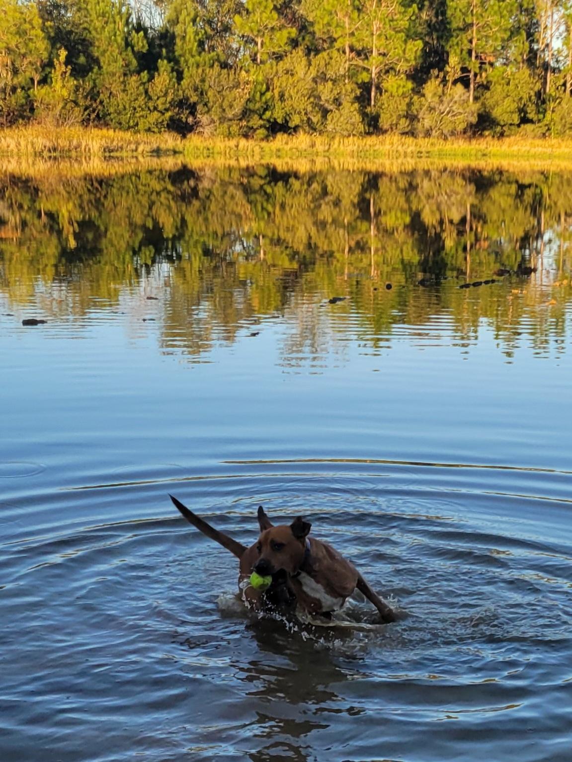 Milo, Adoptable, Young Male Hound.