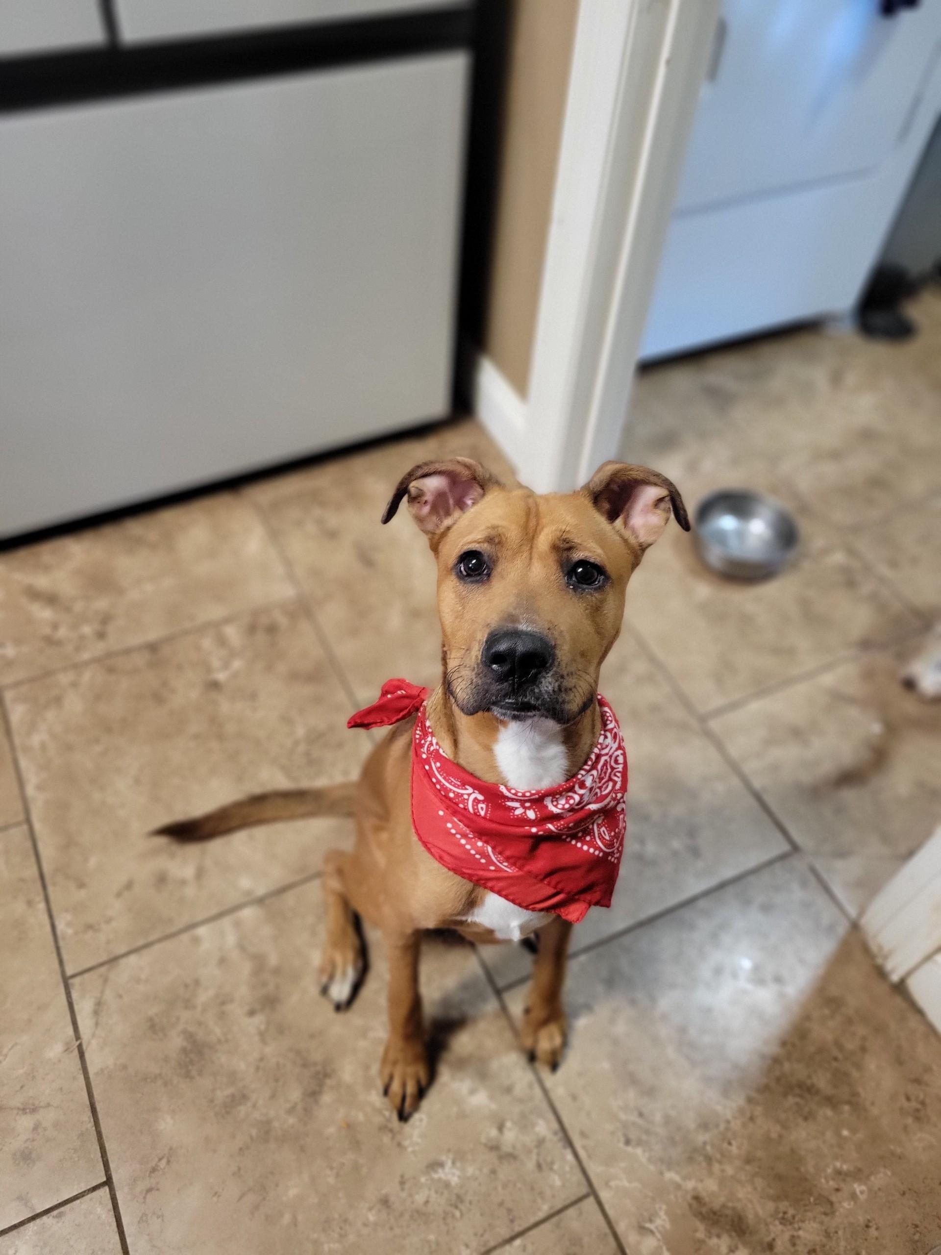 Enlarge Milo, a Adoptable mixed breed in Mobile, AL image 2/6