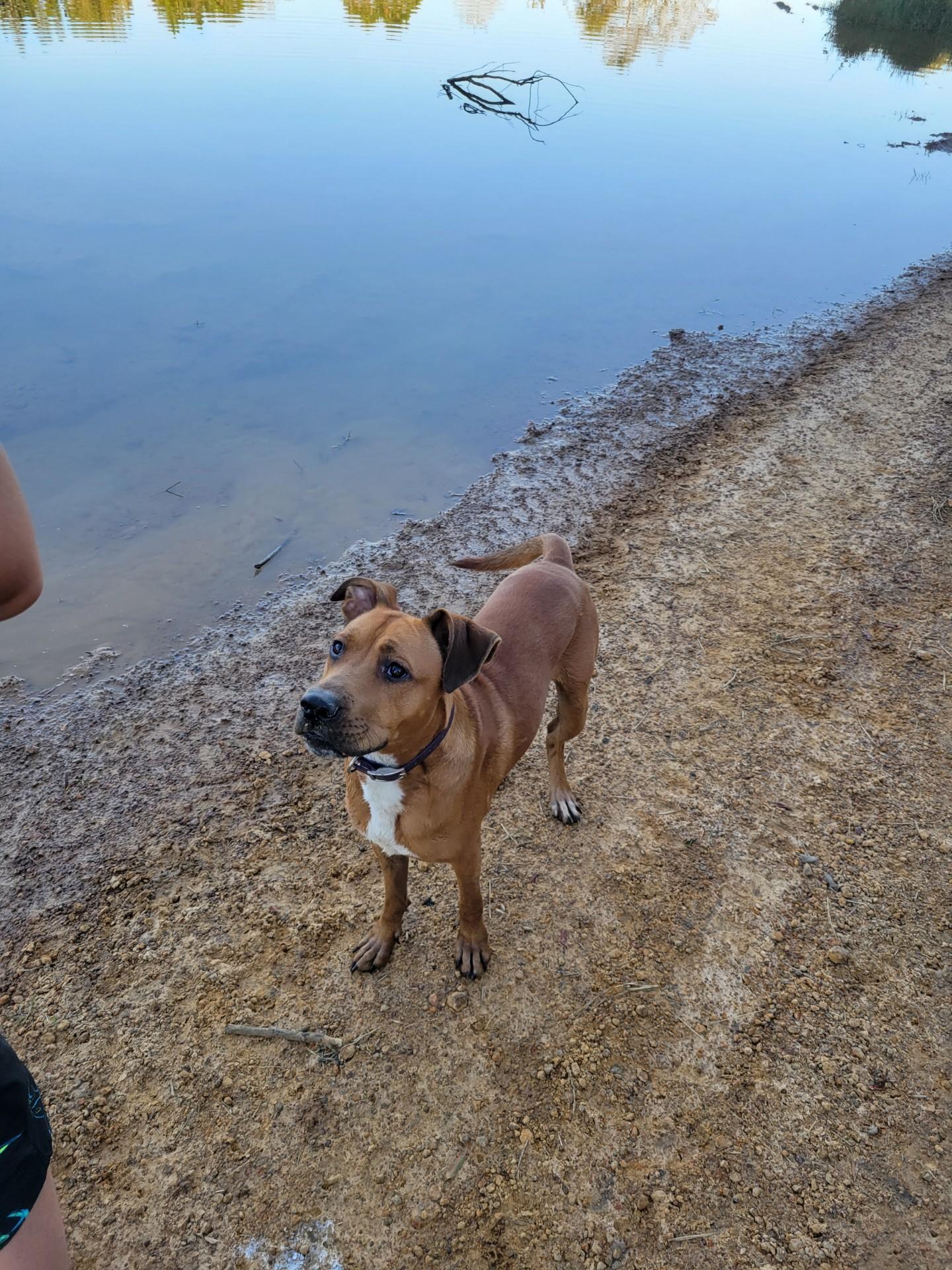 Enlarge Milo, a Adoptable mixed breed in Mobile, AL image 3/6