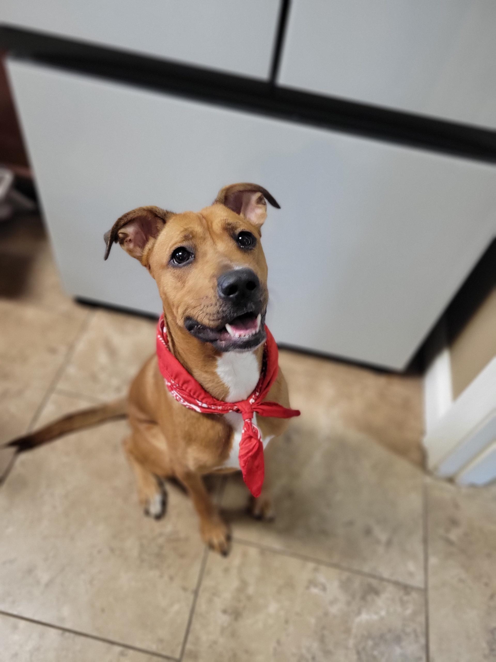 Enlarge Milo, a Adoptable mixed breed in Mobile, AL image 4/6