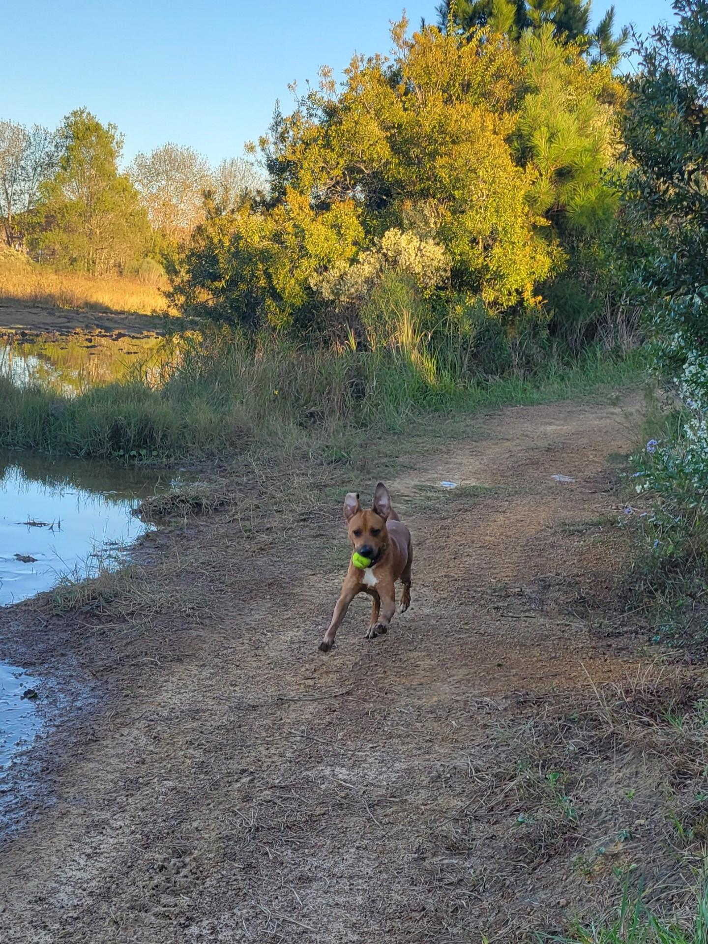 Enlarge Milo, a Adoptable mixed breed in Mobile, AL image 5/6