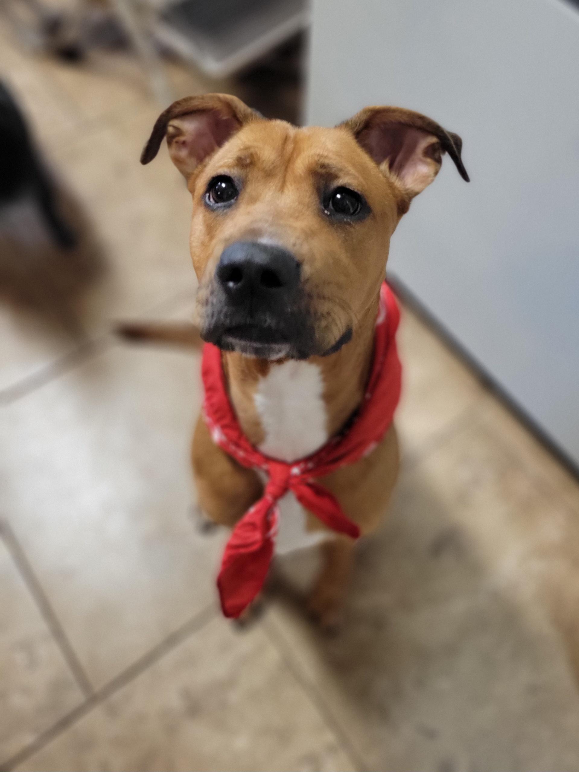 Milo