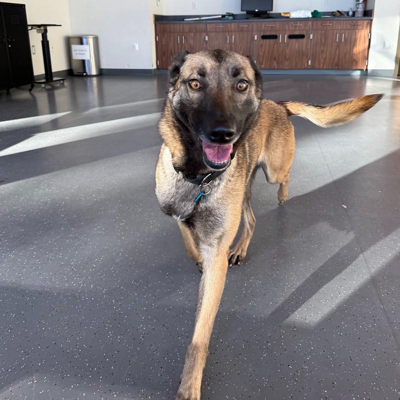 Enlarge Betsy, a ADOPTABLE mixed breed in Truckee, CA image 3/3