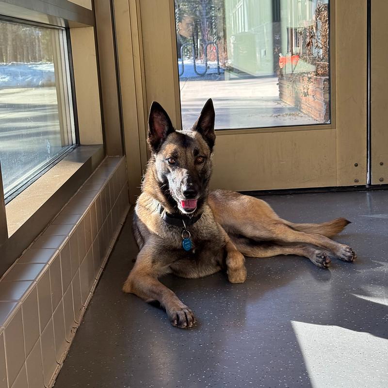 Enlarge Betsy, a ADOPTABLE mixed breed in Truckee, CA image 2/3