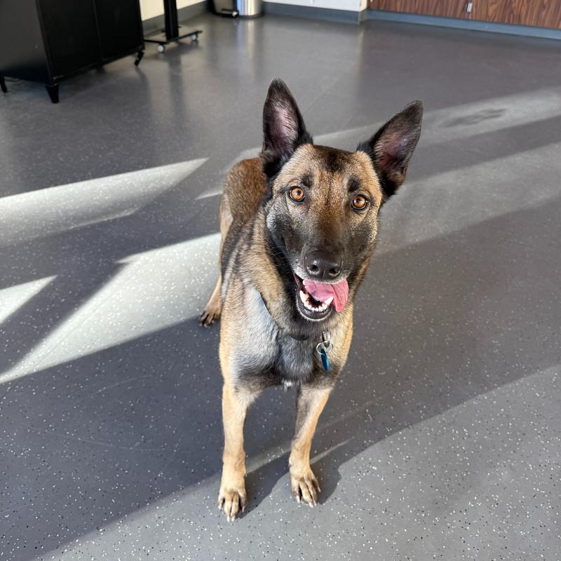 Betsy, ADOPTABLE, Adult Female Mixed Breed.