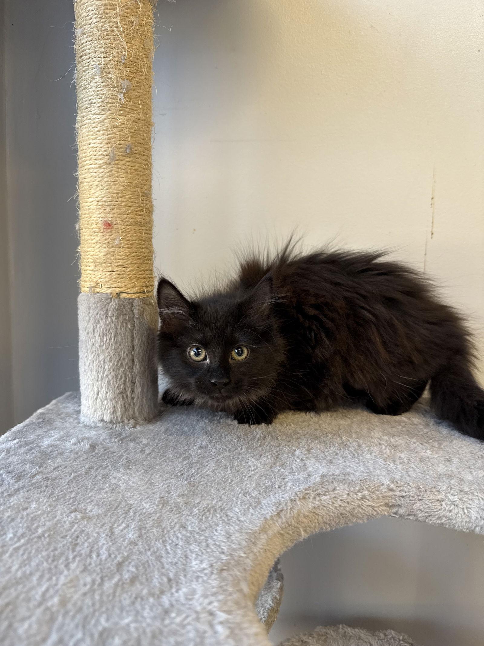 Litten, Adoptable, Young Female Domestic Long Hair.