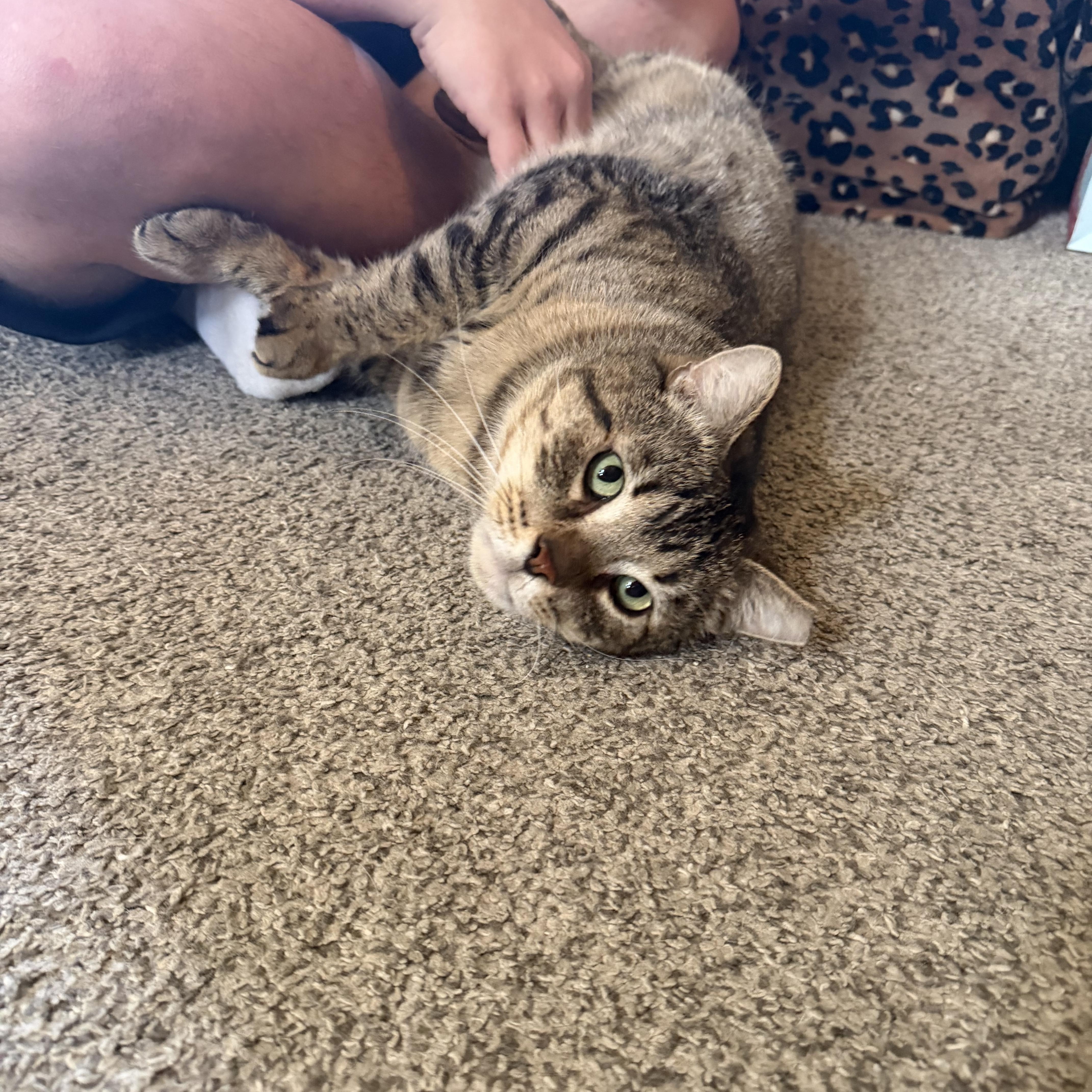 Enlarge Hogan, a ADOPTABLE Domestic Short Hair in Verona, PA image 4/4