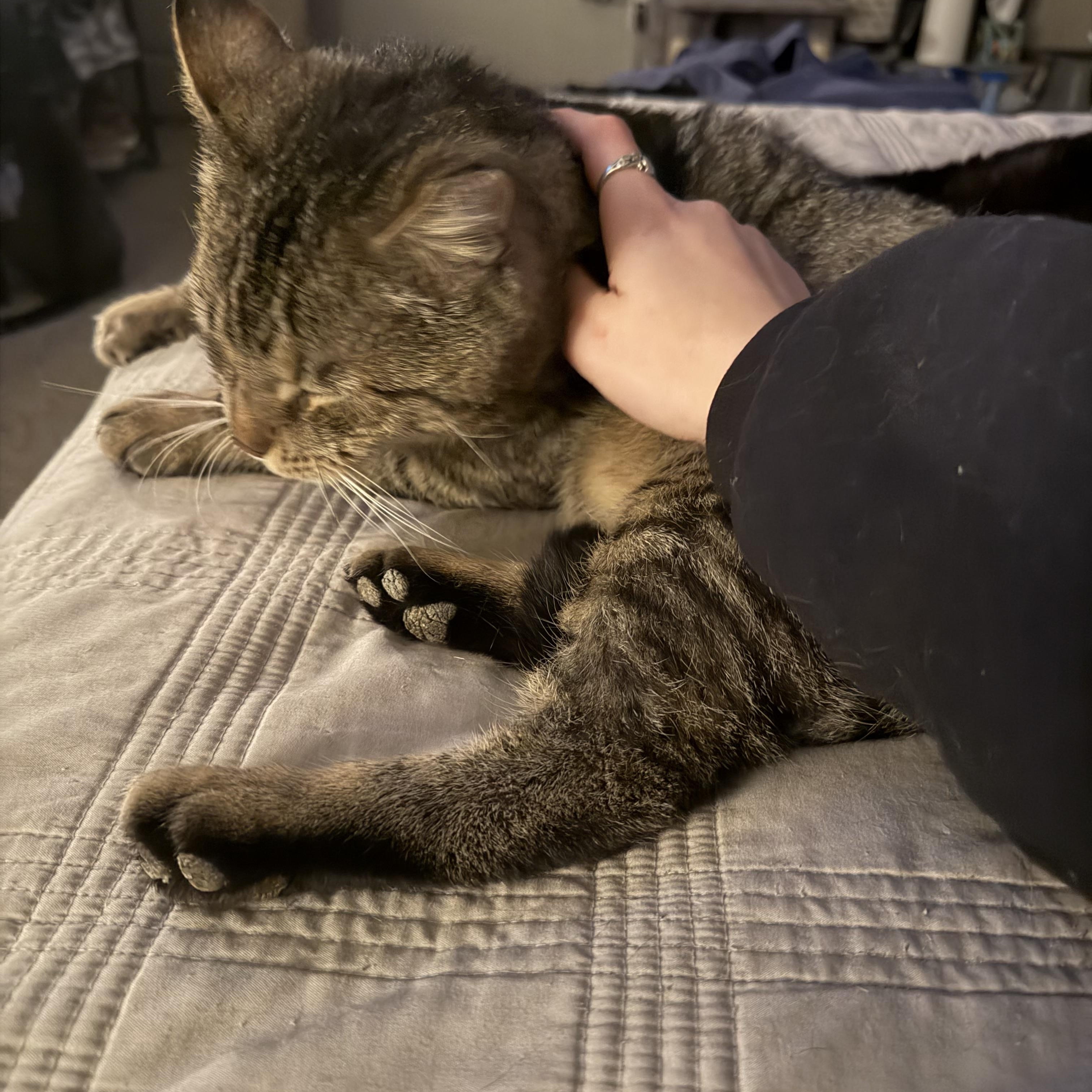 Enlarge Hogan, a ADOPTABLE Domestic Short Hair in Verona, PA image 3/4