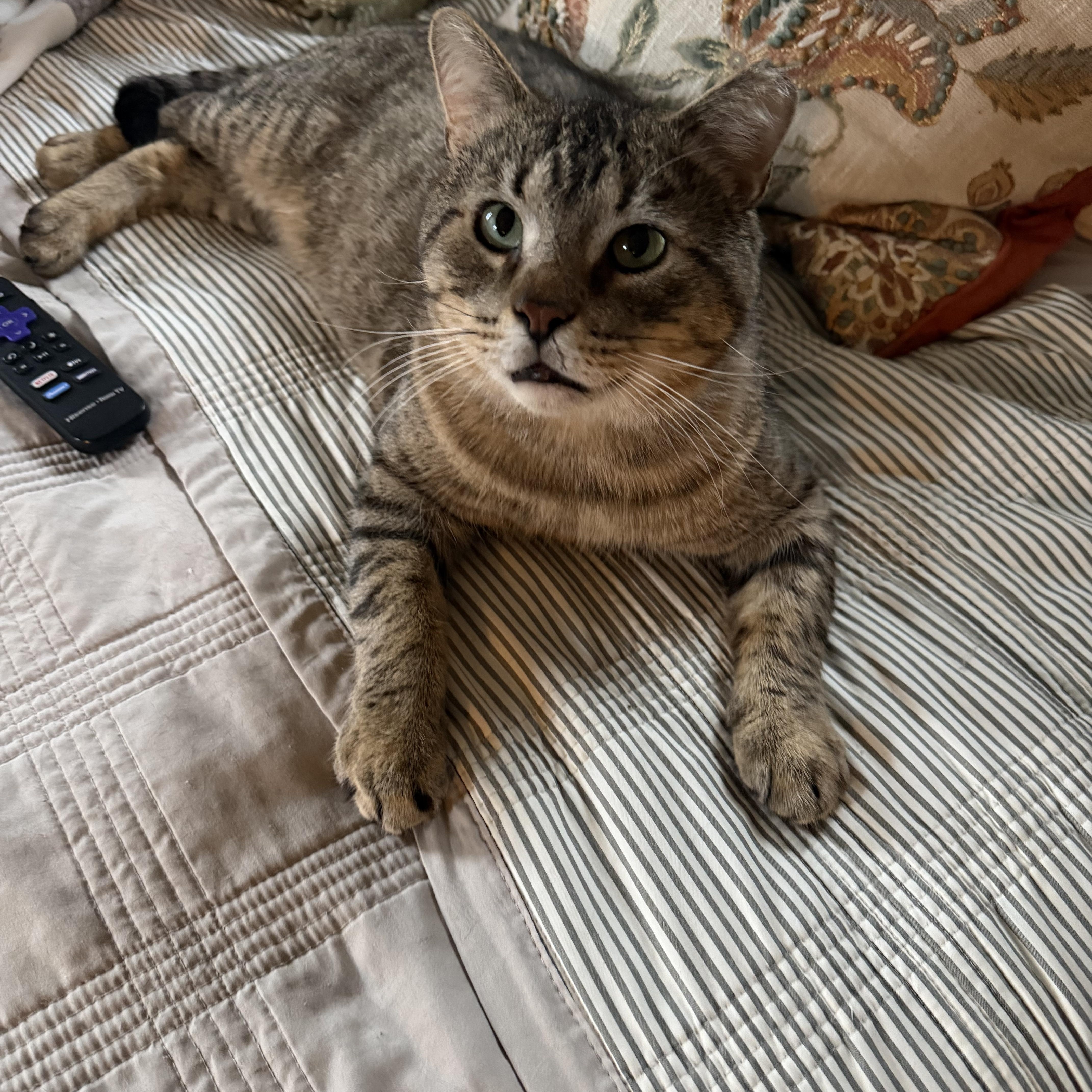 Enlarge Hogan, a ADOPTABLE Domestic Short Hair in Verona, PA image 2/4