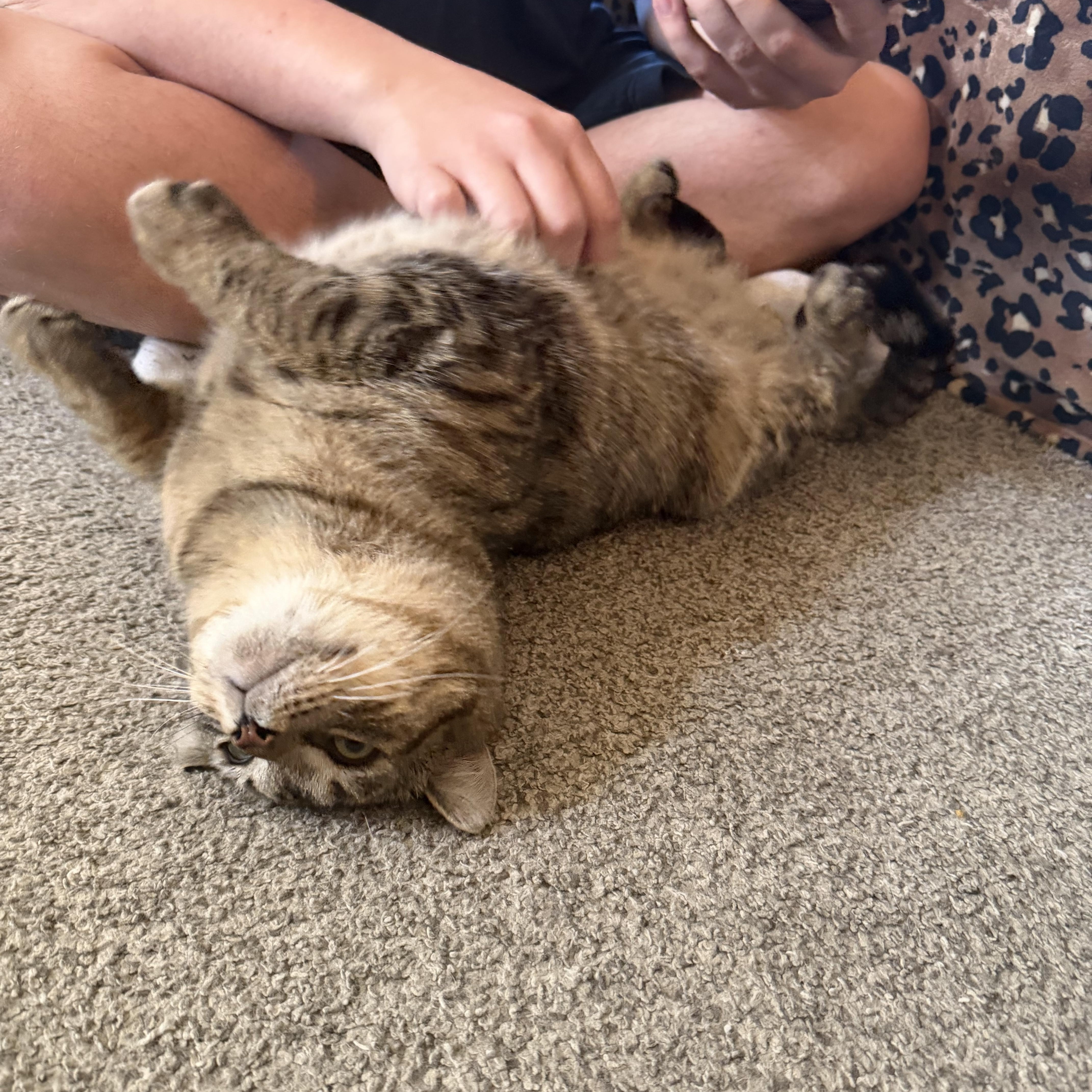 Hogan, ADOPTABLE, Adult Male Domestic Short Hair.