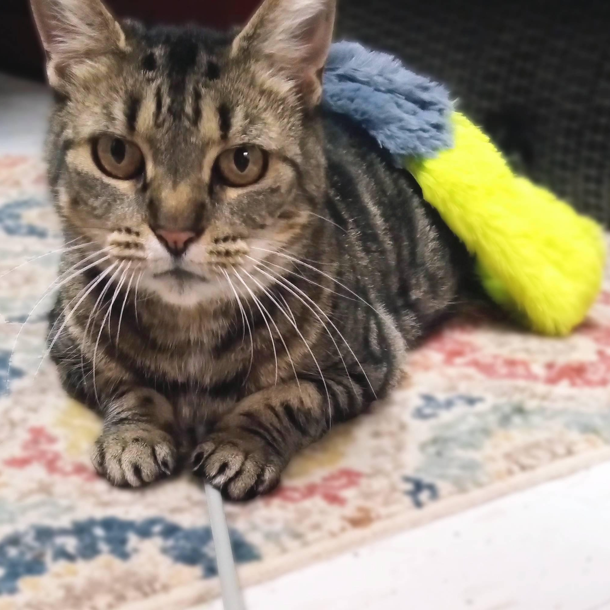 Enlarge Sussurra, a Adopted Domestic Short Hair in Lemoyne, PA image 2/6