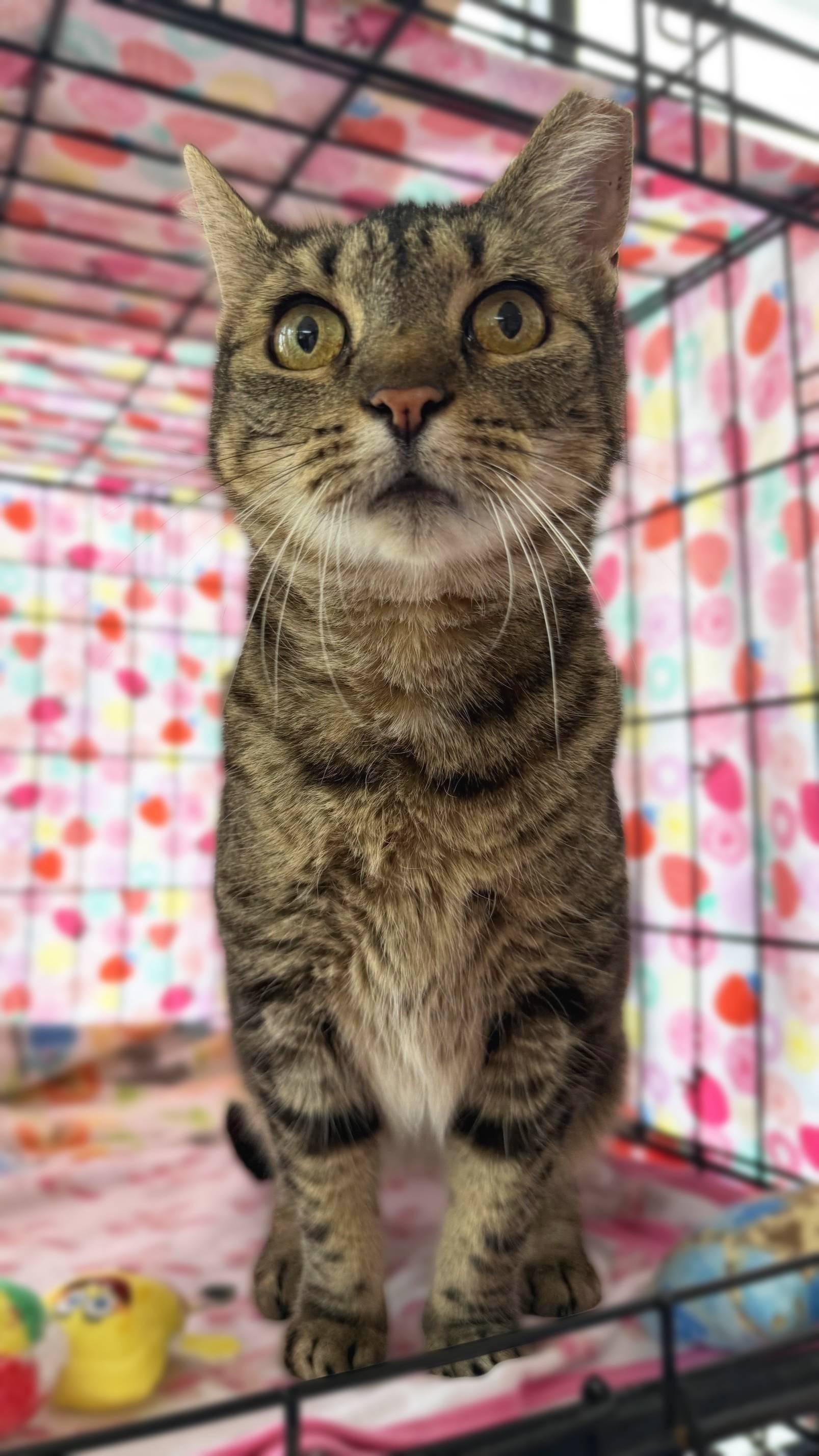 Enlarge Sussurra, a Adopted Domestic Short Hair in Lemoyne, PA image 4/6