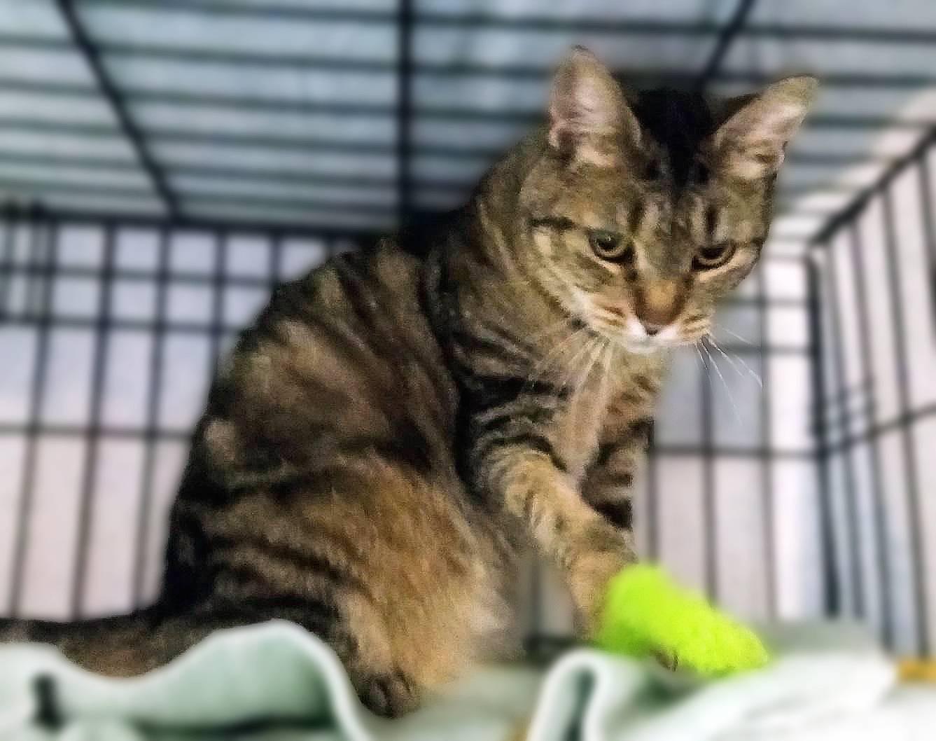 Enlarge Sussurra, a Adopted Domestic Short Hair in Lemoyne, PA image 3/6