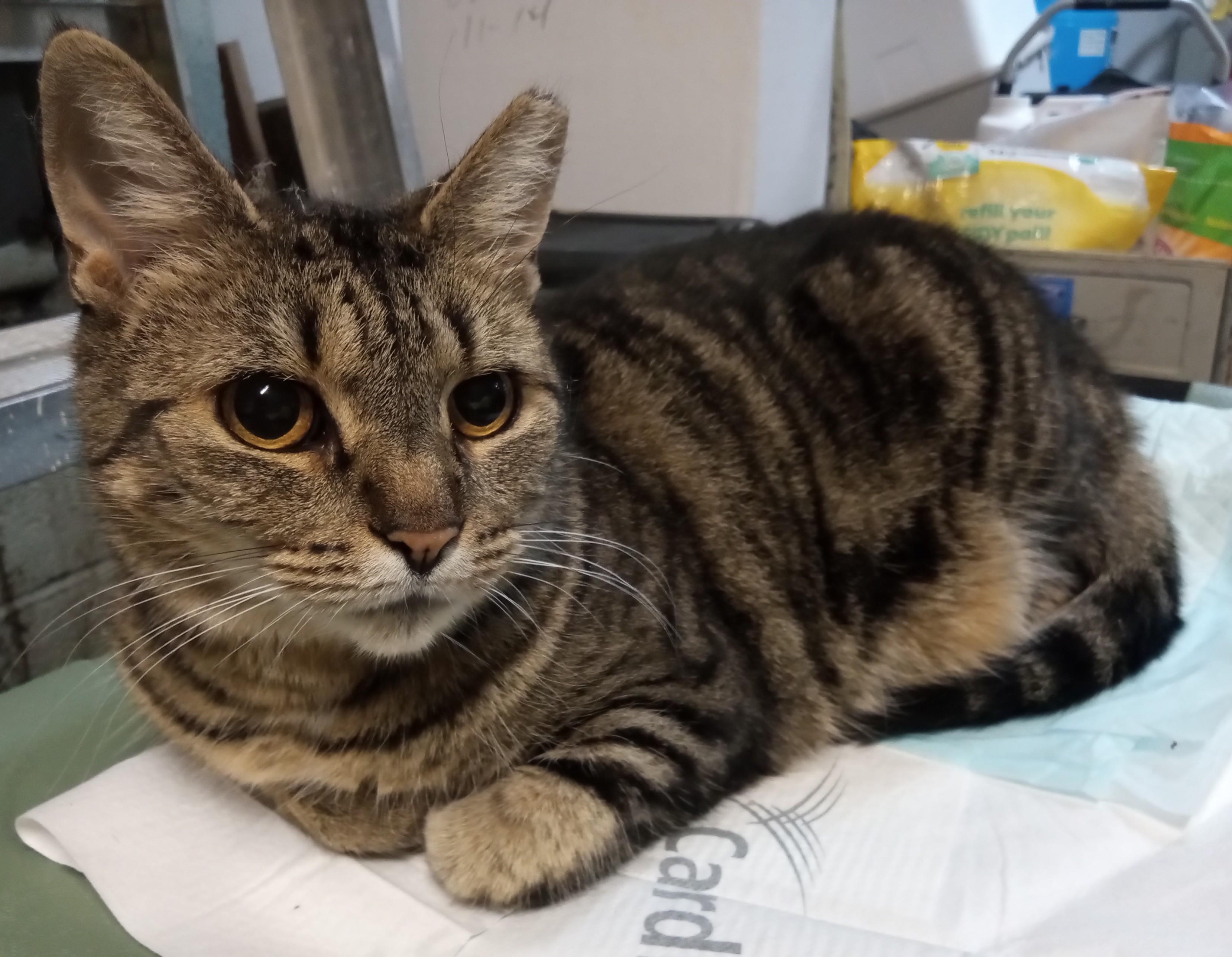 Sussurra, Adopted, Young Female Domestic Short Hair.