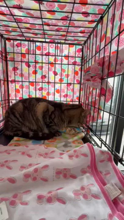 Enlarge Sussurra, a Adopted Domestic Short Hair in Lemoyne, PA video 6/6