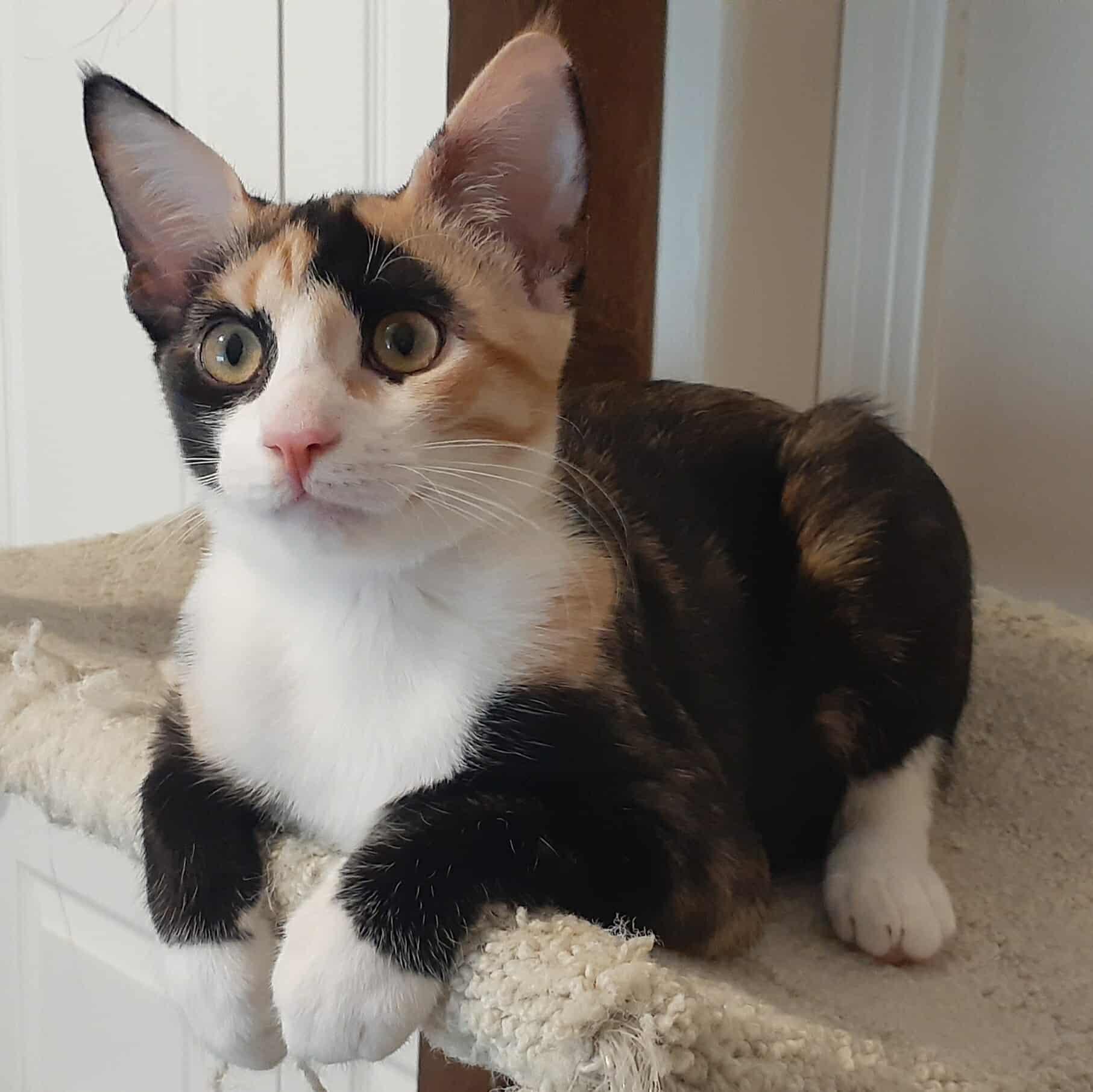 Enlarge Cherry, a Adopted mixed breed in Coppell, TX image 1/3