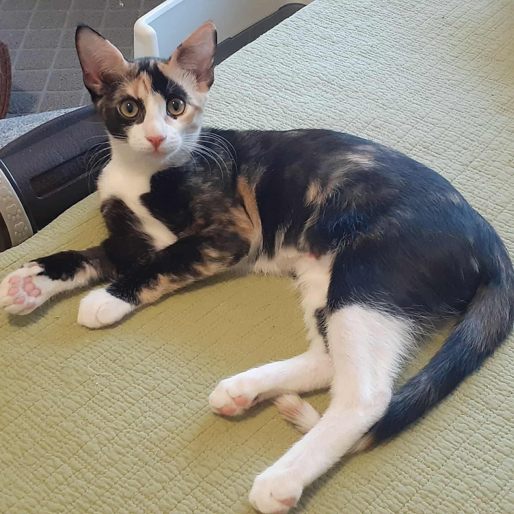 Enlarge Cherry, a Adopted mixed breed in Coppell, TX image 2/3