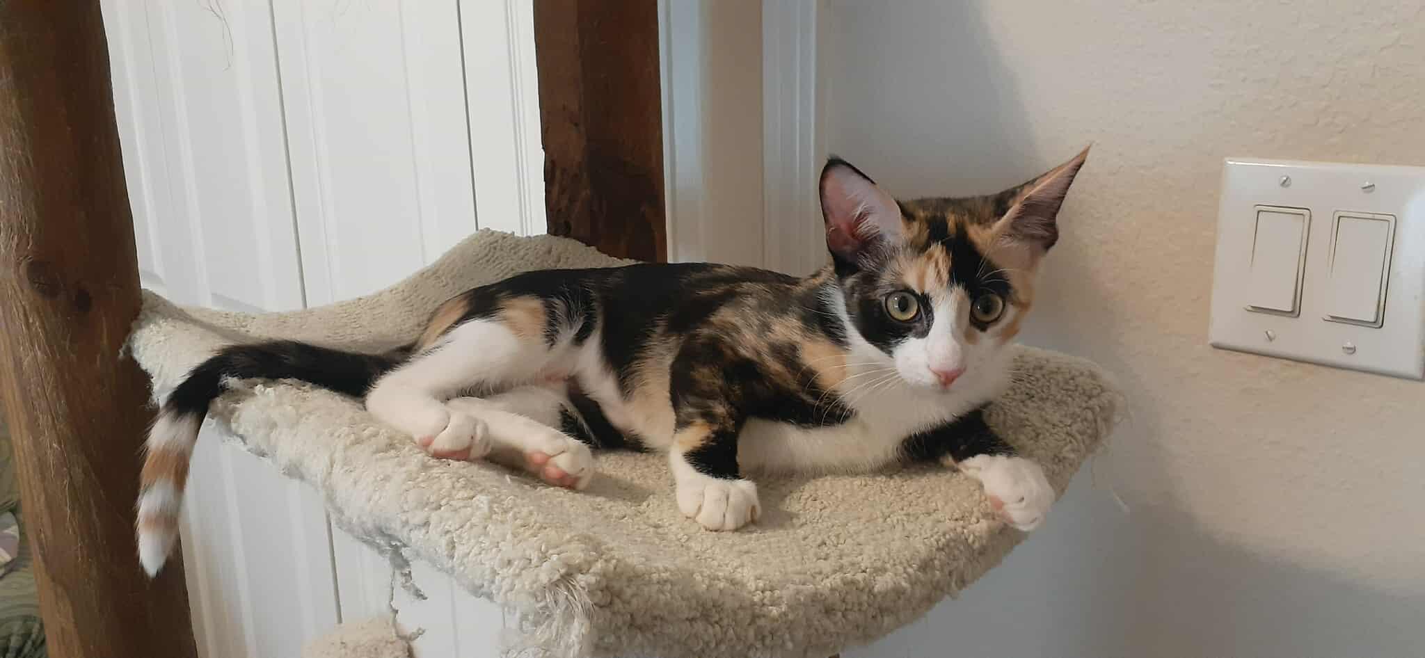 Enlarge Cherry, a Adopted mixed breed in Coppell, TX image 3/3