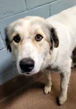 Enlarge Bale, a ADOPTABLE mixed breed in Commerce, TX image 3/3