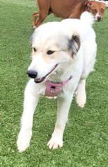 Enlarge Bale, a ADOPTABLE mixed breed in Commerce, TX image 2/3