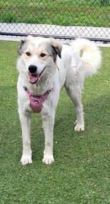 Enlarge Bale, a ADOPTABLE mixed breed in Commerce, TX image 1/3