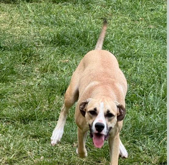 Enlarge Forella (40 lbs), a Adoptable Mixed Breed in Mississauga, ON image 4/6