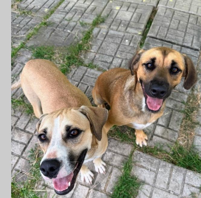 Enlarge Forella (40 lbs), a Adoptable Mixed Breed in Mississauga, ON image 3/6