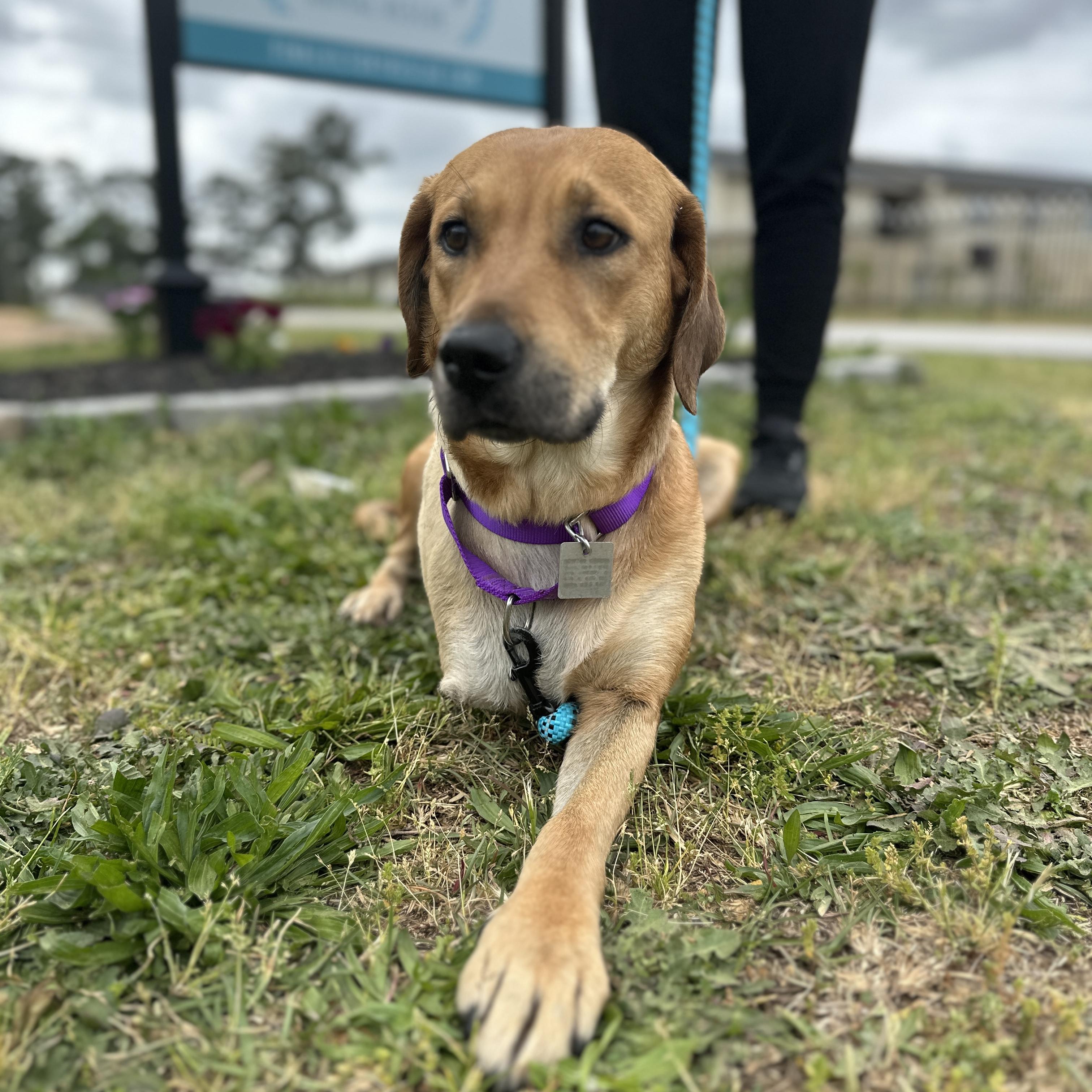 Flip-Flop, a ADOPTABLE mixed breed in Columbia, SC image 5/5