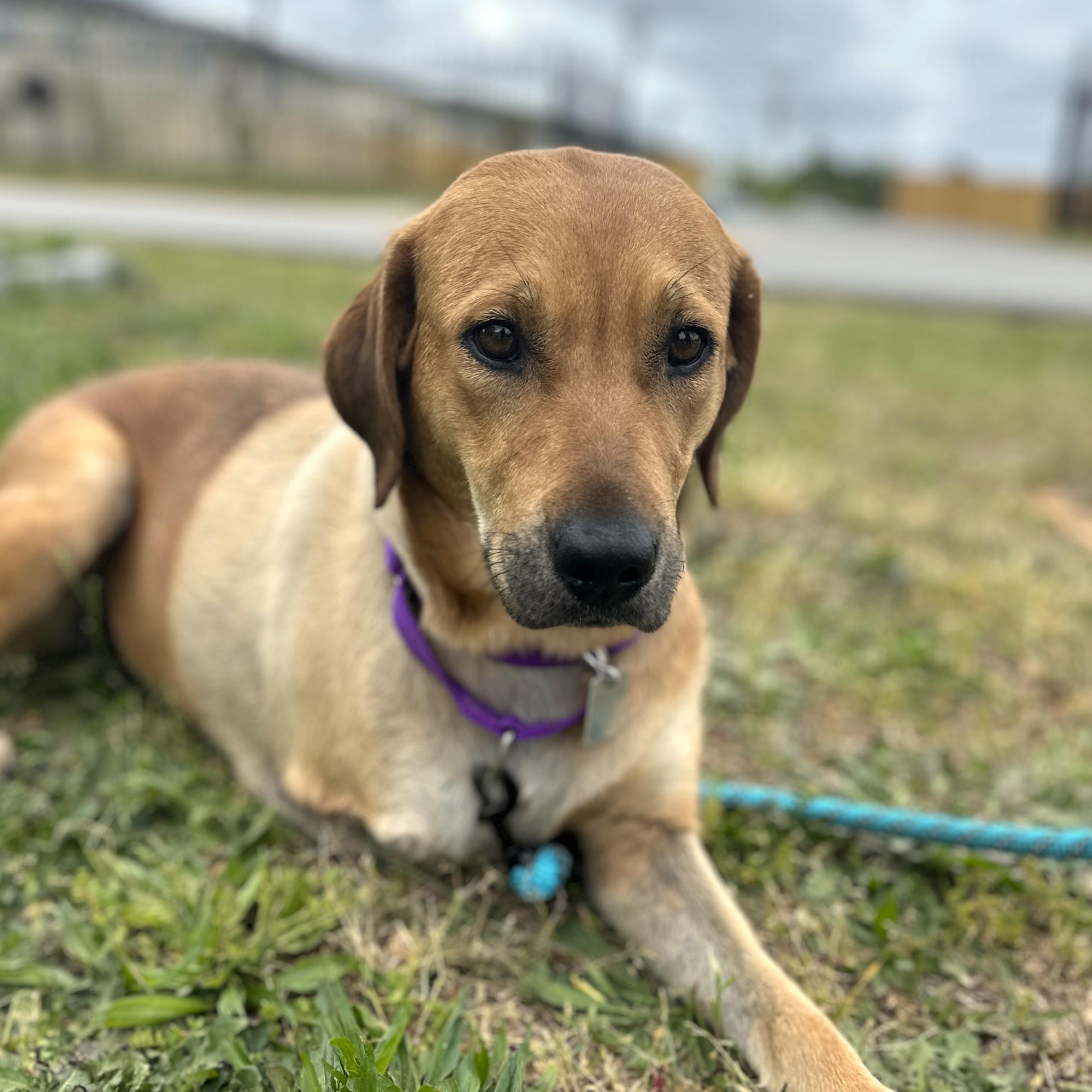Flip-Flop, a ADOPTABLE mixed breed in Columbia, SC image 1/5