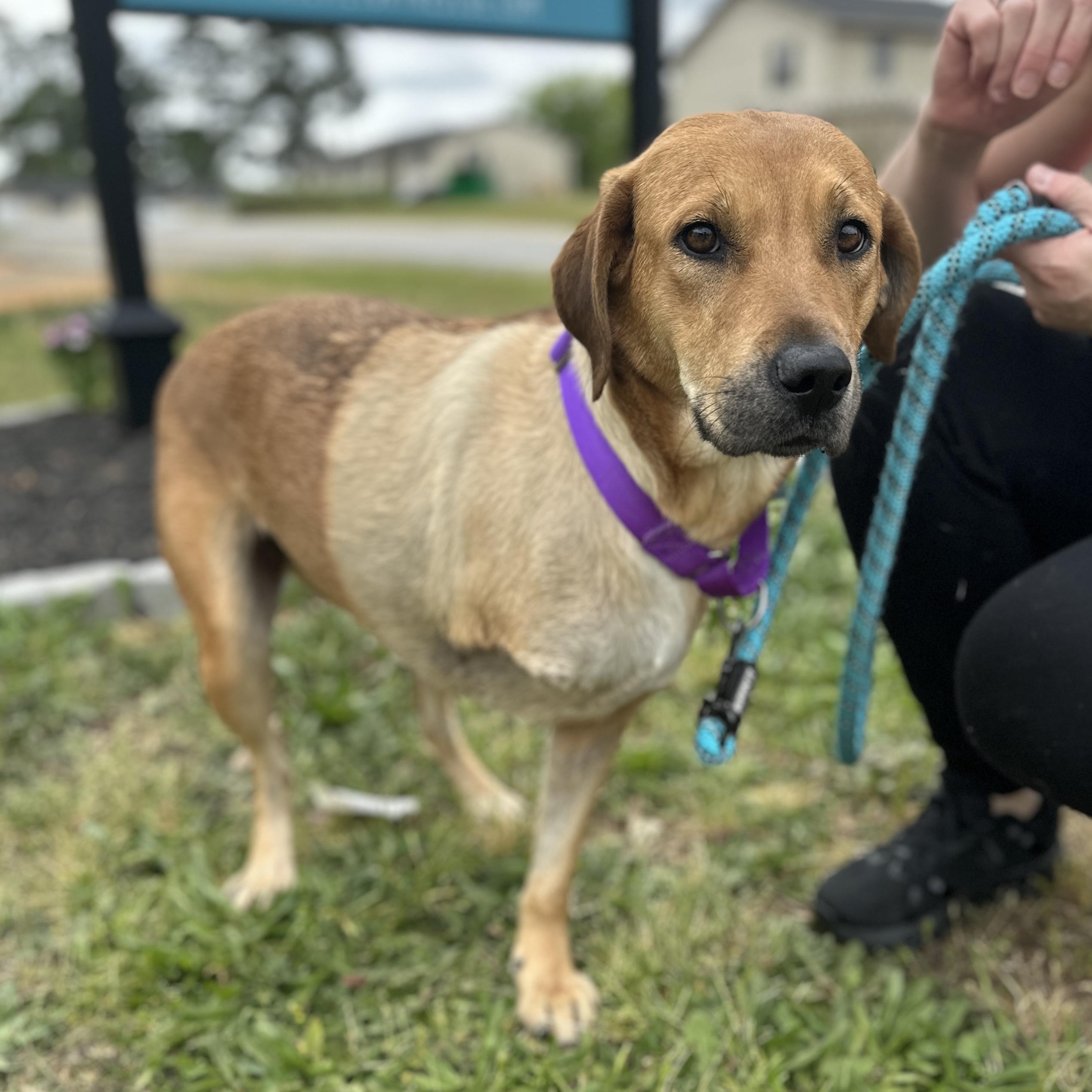 Flip-Flop, a ADOPTABLE mixed breed in Columbia, SC image 2/5