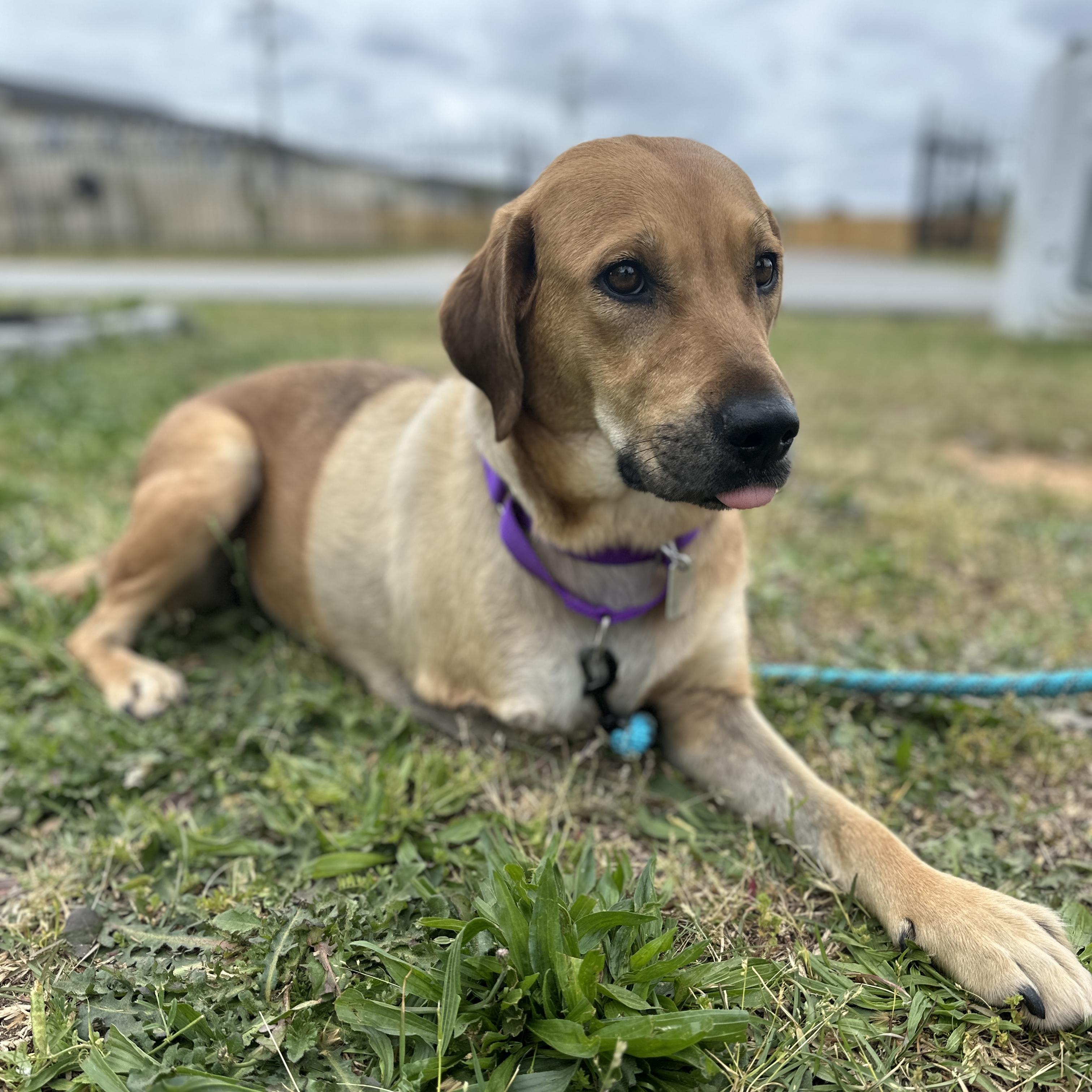 Flip-Flop, a ADOPTABLE mixed breed in Columbia, SC image 4/5