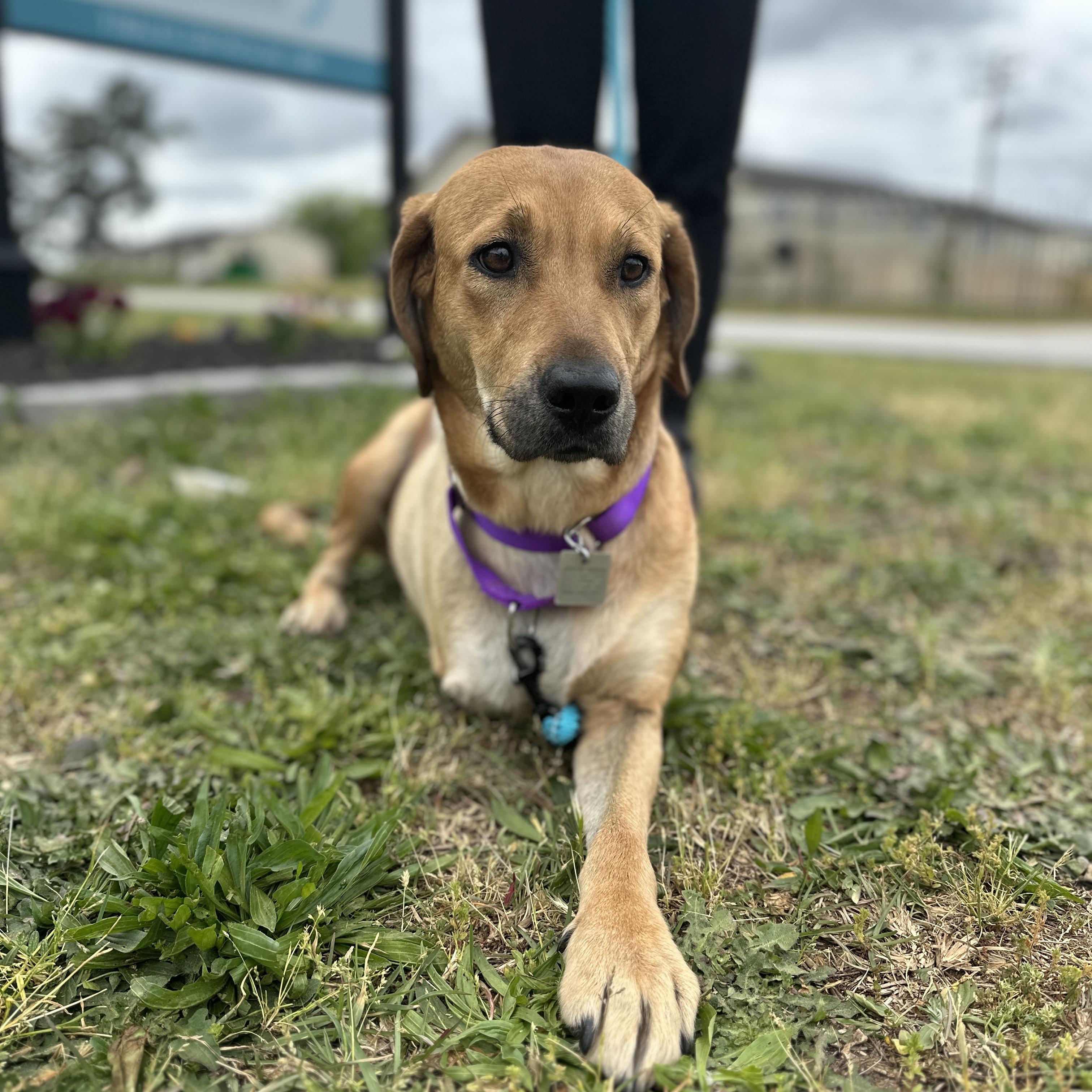 Flip-Flop, a ADOPTABLE mixed breed in Columbia, SC image 3/5