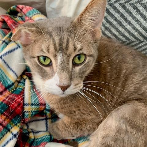 Dill, ADOPTABLE, Adult Male Domestic Short Hair.