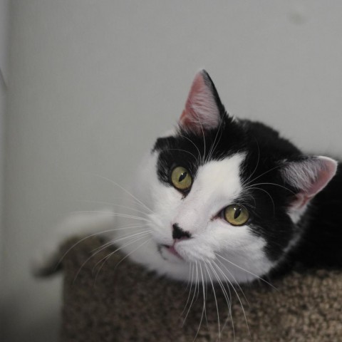 Paw McCatney, Adoptable, Adult Male Domestic Short Hair.