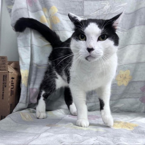 Paw McCatney, a Adoptable Domestic Short Hair in Lyndhurst, VA image 2/3