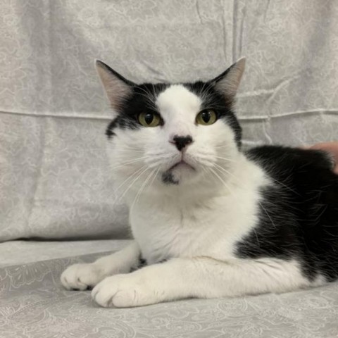 Paw McCatney, a Adoptable Domestic Short Hair in Lyndhurst, VA image 3/3