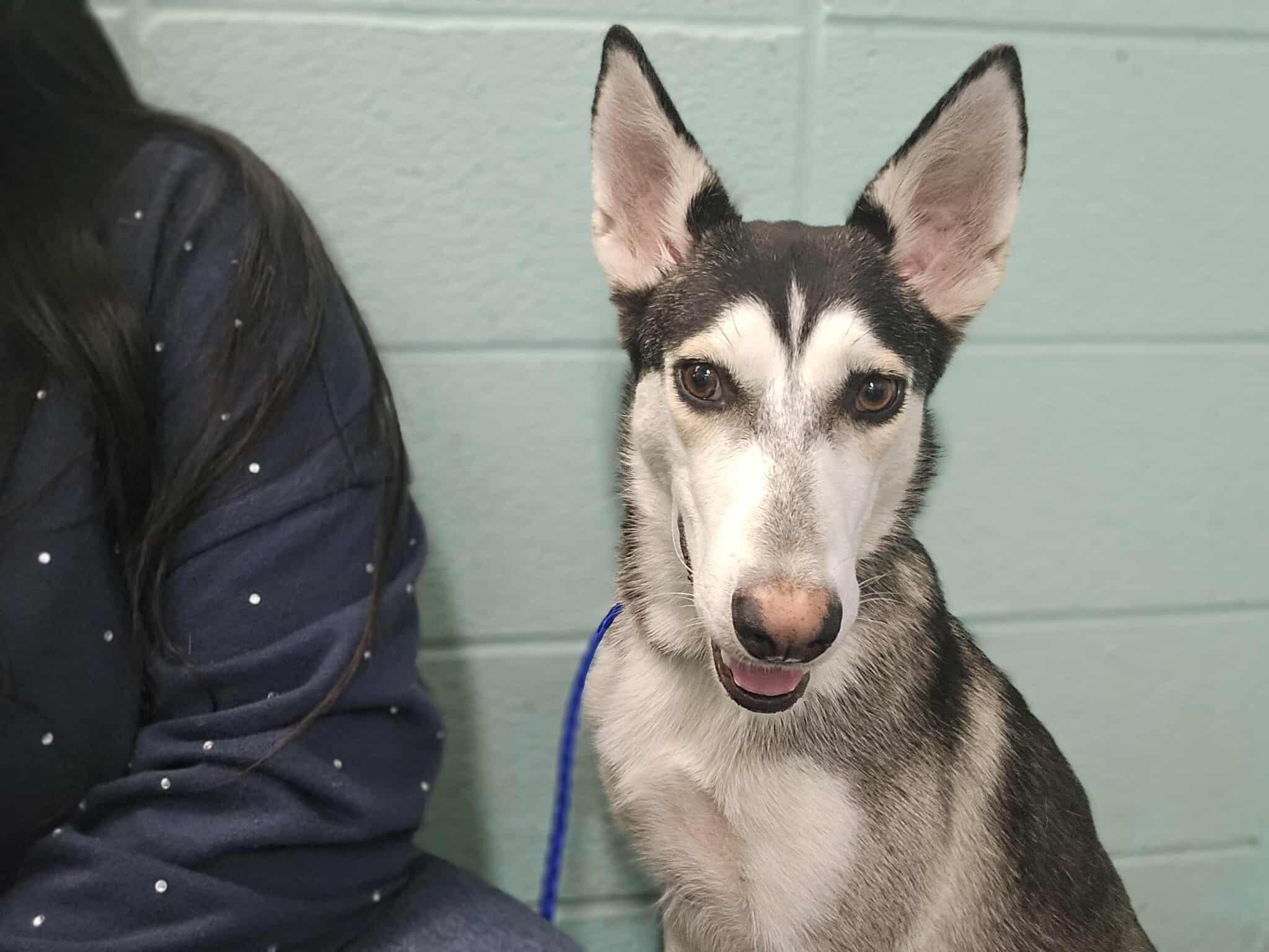 Enlarge Sosa (Not Available Til 2/4 Due To Raising Her Puppies!), a ADOPTABLE Husky in Commerce City, CO image 2/4