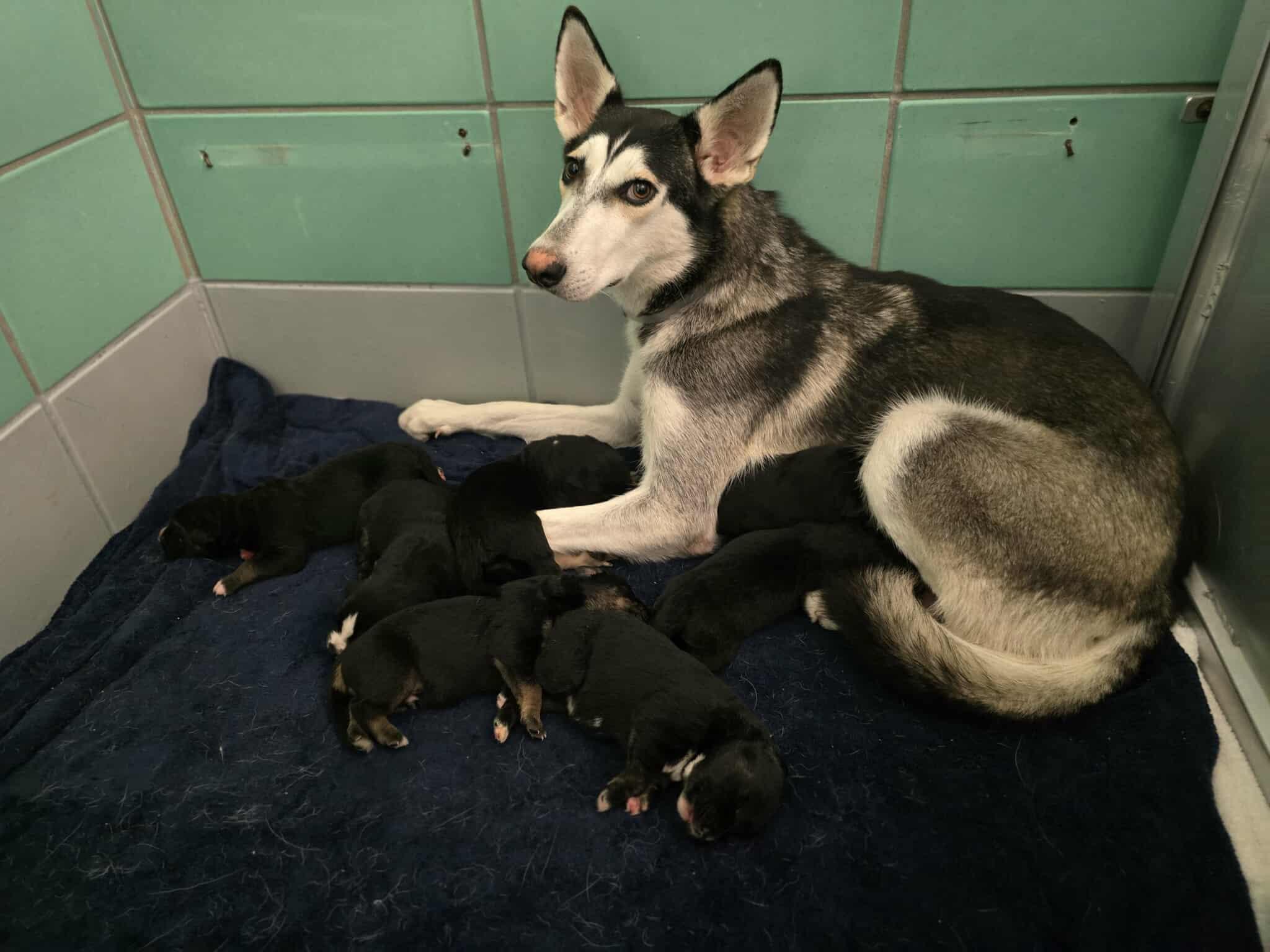 Enlarge Sosa (Not Available Til 2/4 Due To Raising Her Puppies!), a ADOPTABLE Husky in Commerce City, CO image 3/4