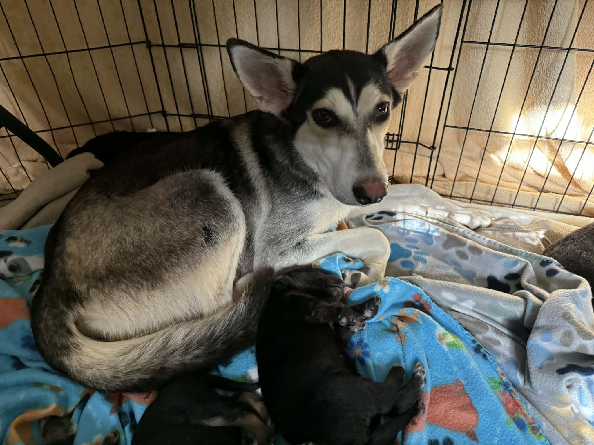 Enlarge Sosa (Not Available Til 2/4 Due To Raising Her Puppies!), a ADOPTABLE Husky in Commerce City, CO image 4/4