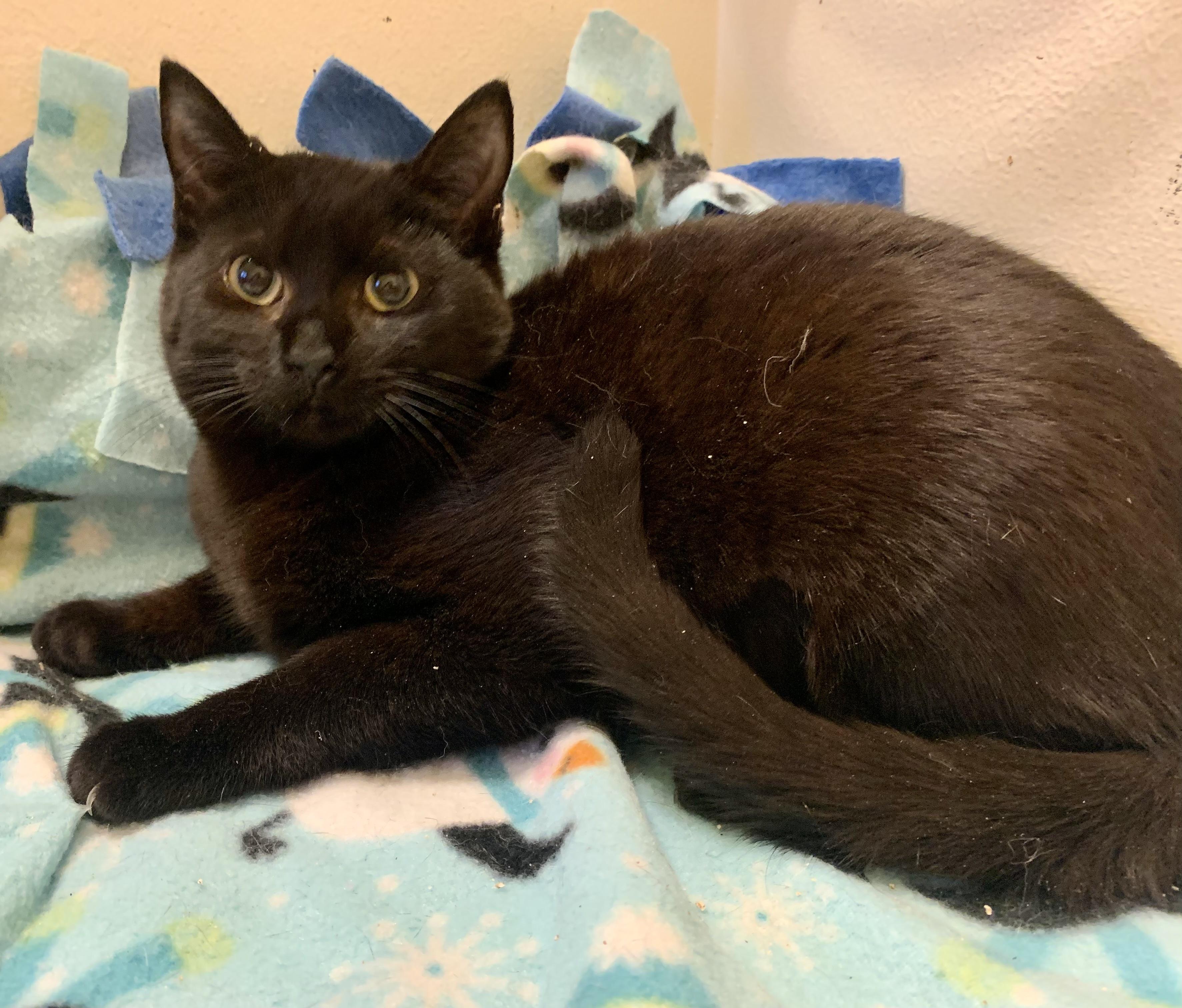 Amaya, ADOPTABLE, Young Female Domestic Short Hair.