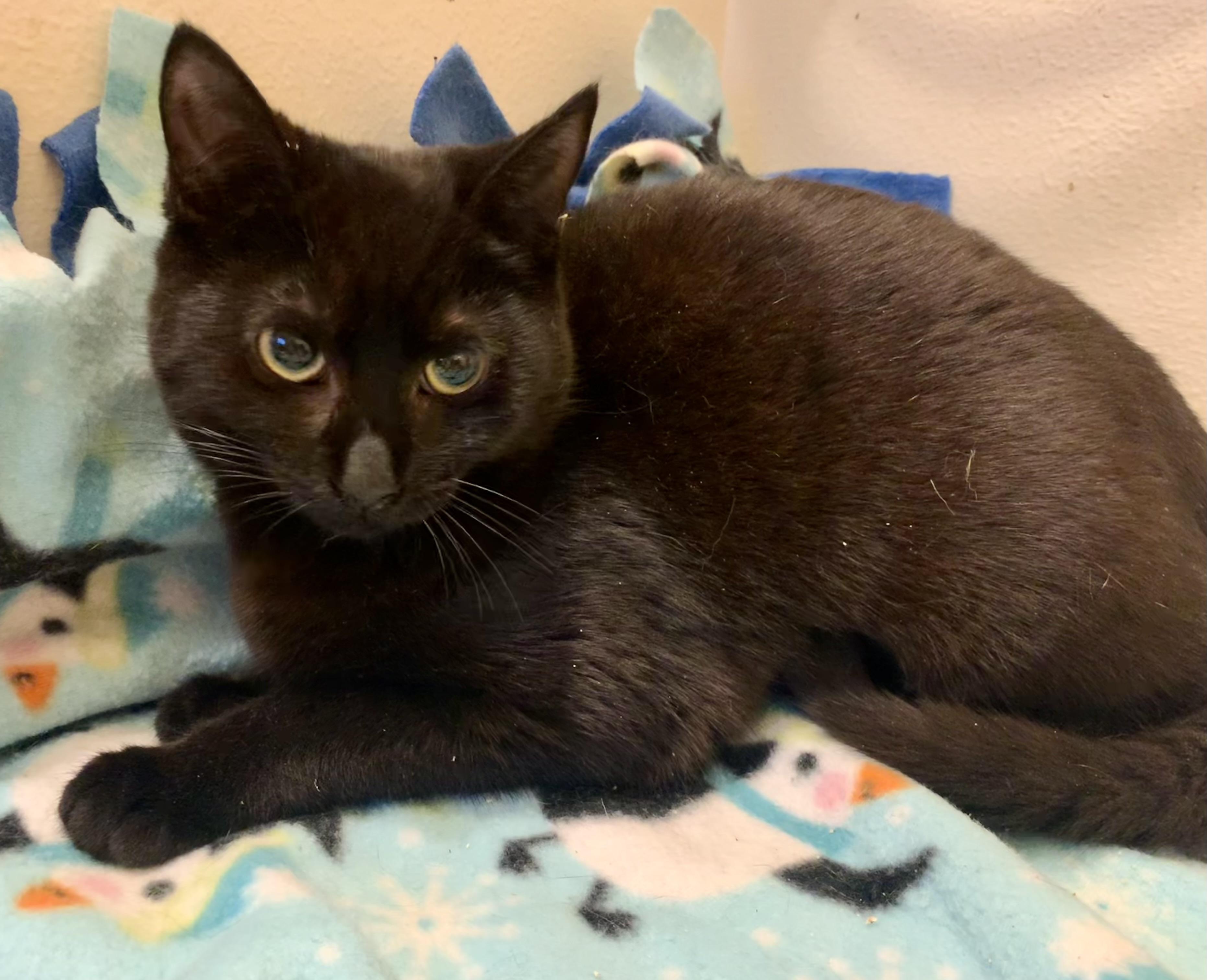 Enlarge Amaya, a ADOPTABLE mixed breed in San Jose, CA image 2/2