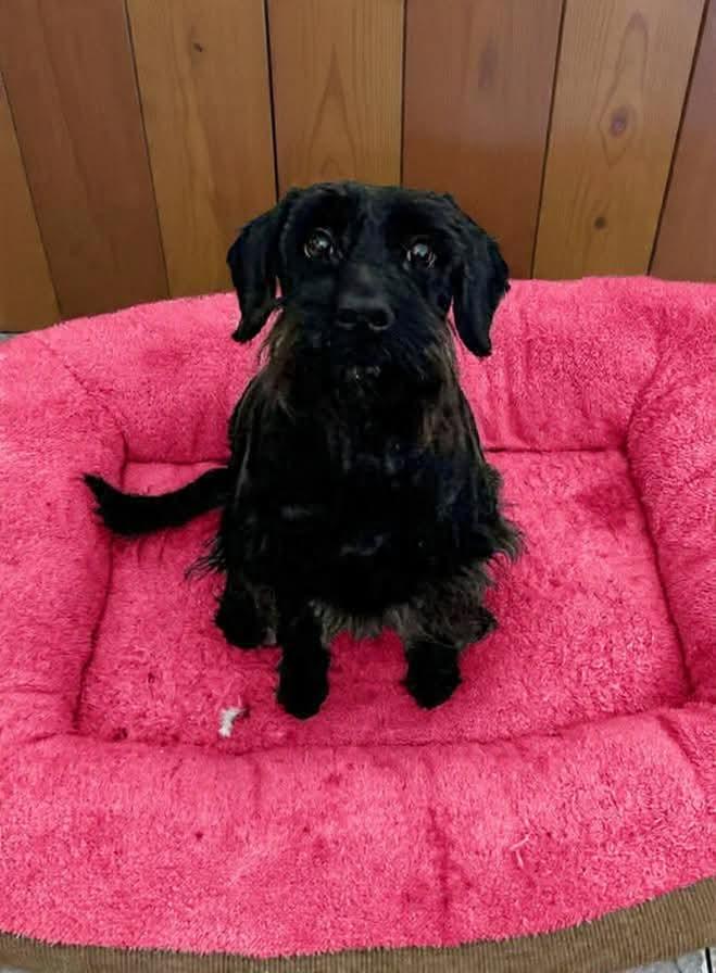 Enlarge JUST A LIL SCRUFFBUG!!, a ADOPTABLE mixed breed in Northwood, OH image 3/3