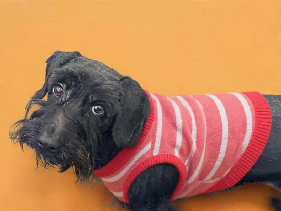 Enlarge JUST A LIL SCRUFFBUG!!, a ADOPTABLE mixed breed in Northwood, OH image 1/3