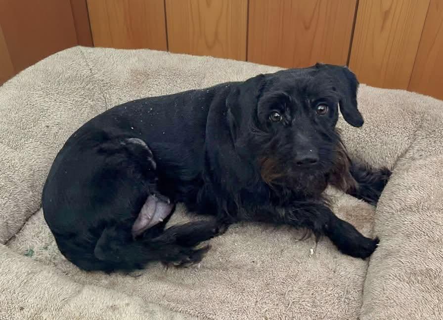 Enlarge JUST A LIL SCRUFFBUG!!, a ADOPTABLE mixed breed in Northwood, OH image 2/3