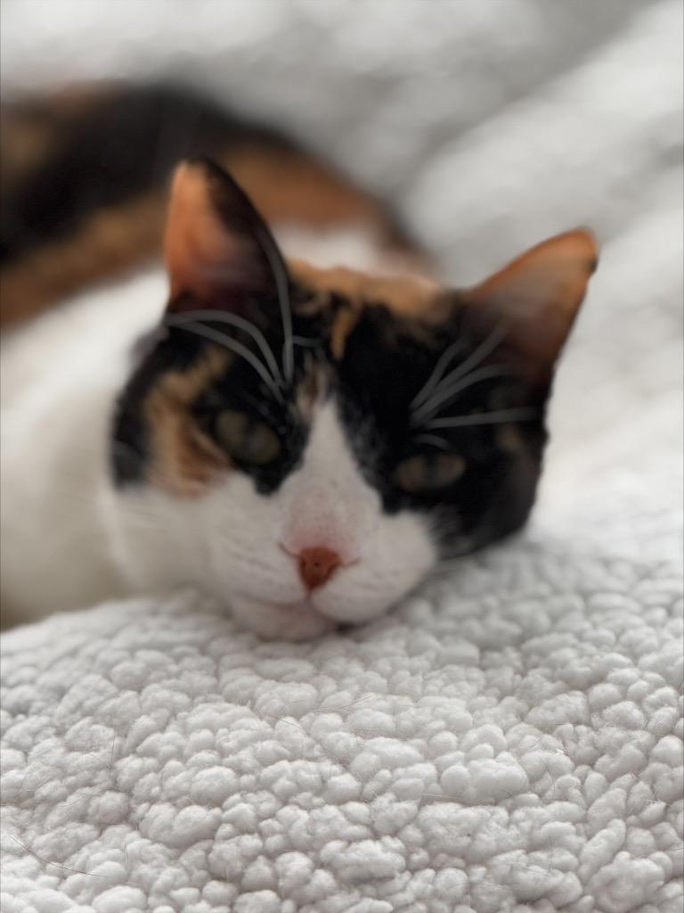 Lilly: Courtesy Post, Adoptable, Senior Female Domestic Short Hair.