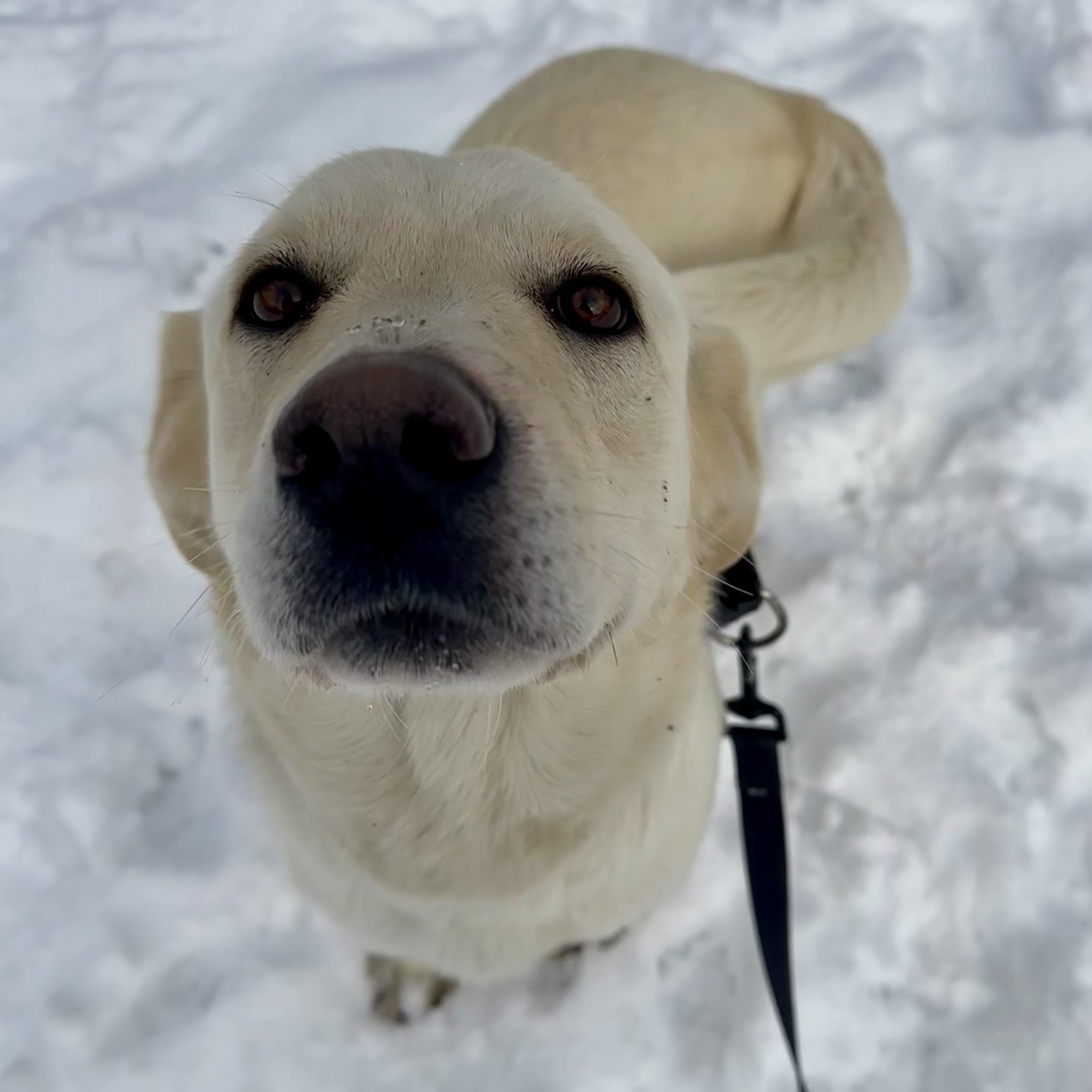Dogsnow Rescue Dog for adoption - Snow, a Labrador Retriever Mix in Maysville, KY ...