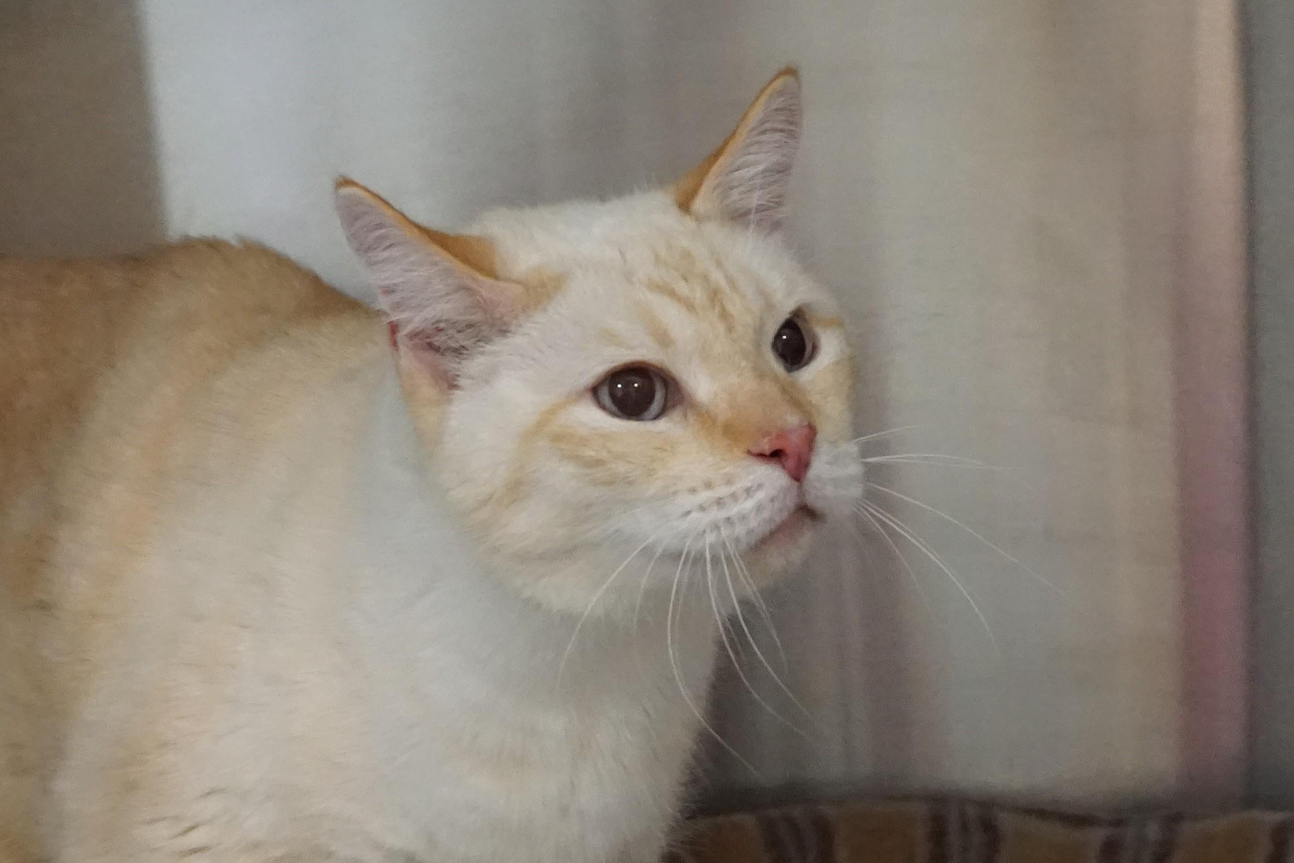 Enlarge Chippin, a ADOPTABLE Domestic Short Hair in Fountain Hills, AZ image 4/4